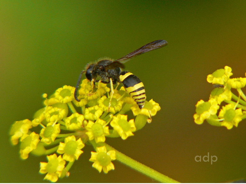 P1140522PL wqt800c Ancistrocerus nigricornis fam Eumenidae solitary wasps.jpg